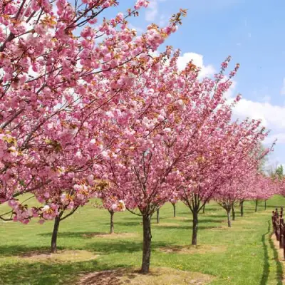 Сакура КАНЗАН в Дзержинске