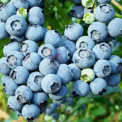 Голубика ПУРУ в Дзержинске