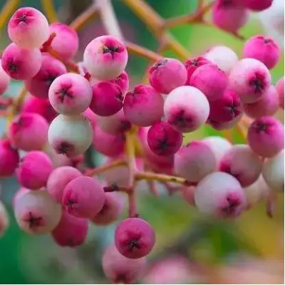 Рябина ПИНК сладкоплодная в Дзержинске