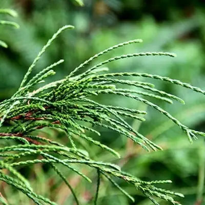 Туя ВИПКОРД складчатая в Дзержинске