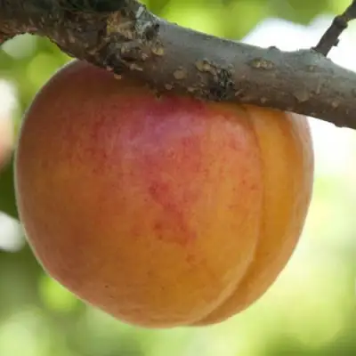  АПРИУМ в Дзержинске