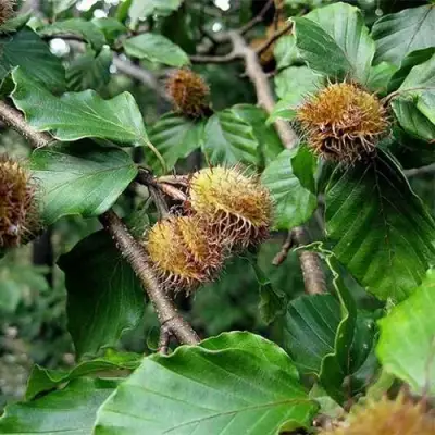 Бук обыкновенный в Дзержинске