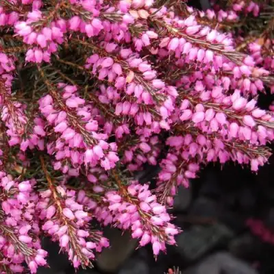 Эрика СТИНКЕ дарленская в Дзержинске