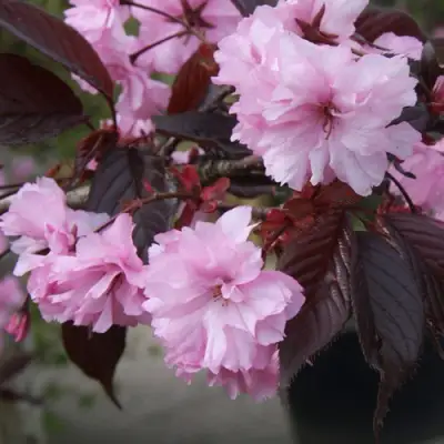 Сакура РОЯЛ БУРГУНДИ в Дзержинске