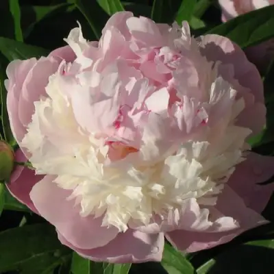 Пион ЩЕРБЕТ травянистый в Дзержинске