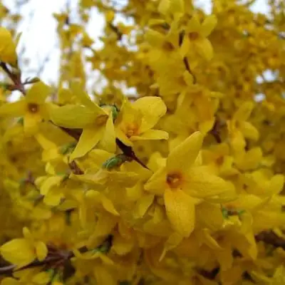 Форзиция ТАРАНДТ промежуточная в Дзержинске