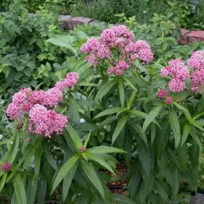 Ваточник МЯСО-КРАСНЫЙ в Дзержинске