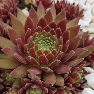 Молодило ЛЮФТШПРУНГ в Дзержинске