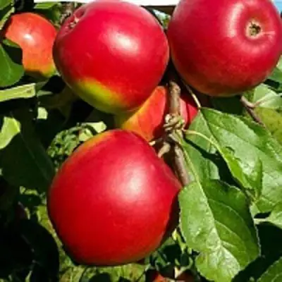 Яблоня РЕДФРИ в Дзержинске