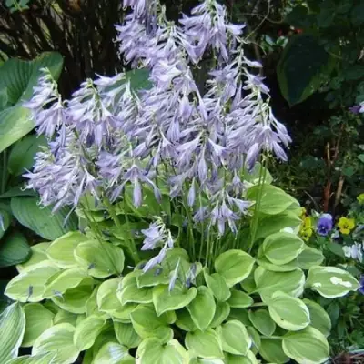 Хоста ГОЛДЕН ТИАРА в Дзержинске