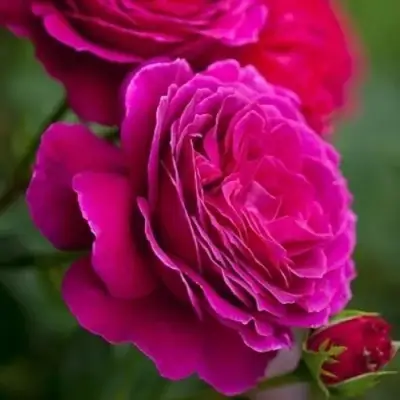 Роза МАЛИНОВЫЙ ЗВОН чайно-гибридная в Дзержинске