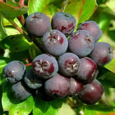 Рябина ЛИКЁРНАЯ сладкоплодная в Дзержинске