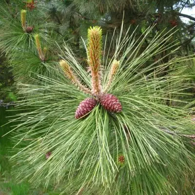 Сосна желтая  в Дзержинске