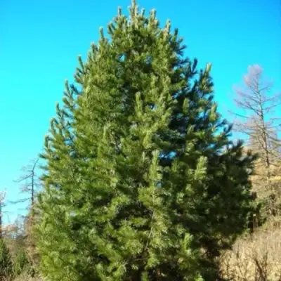 Сосна кедровая сибирская в Дзержинске
