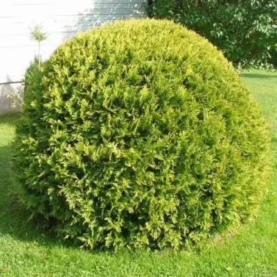 Туя ДАНИКА АУРЕА западная в Дзержинске