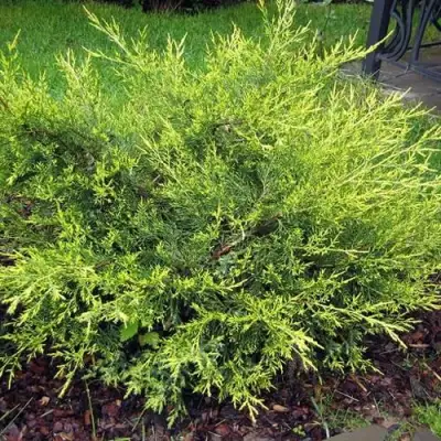 Можжевельник КУРИВАО ГОЛД китайский в Дзержинске