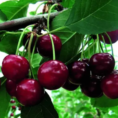 Дюк ЖИВИЦА (ЧЕРЕВИШНЯ) в Дзержинске