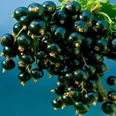 Смородина чёрная ИЗЮМНАЯ в Дзержинске