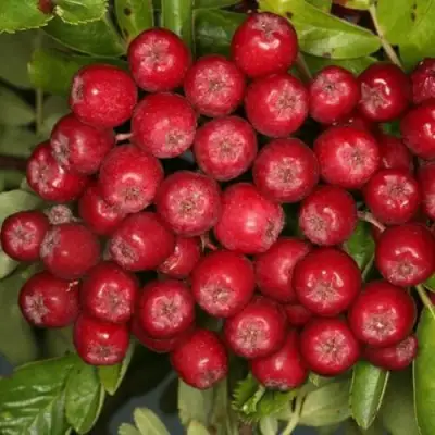 Рябина РУБИНОВАЯ сладкоплодная в Дзержинске