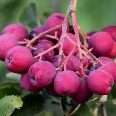 Рябина ДЕСЕРТНАЯ МИЧУРИНА сладкоплодная в Дзержинске