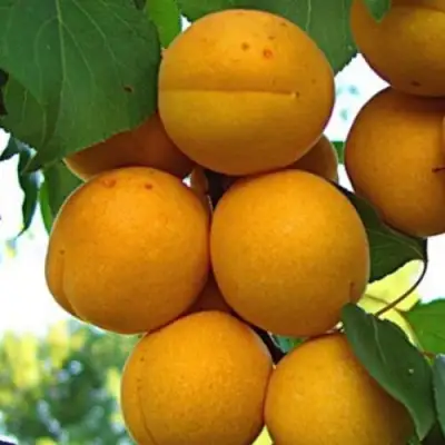 Абрикос ОНТАРИО в Дзержинске