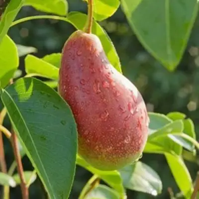 Груша ЯКОВЛЕВСКАЯ в Дзержинске