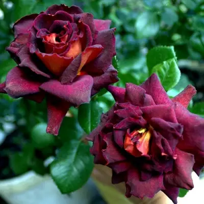 Роза ЭДДИ МИТЧЕЛЛ чайно-гибридная в Дзержинске