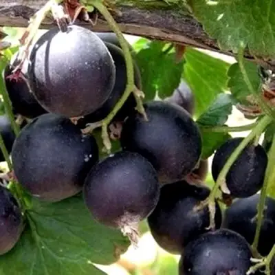 ЙОШТА в Дзержинске