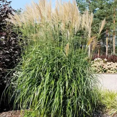 Мискантус ВАНИЛЛА СКАЙ китайский в Дзержинске