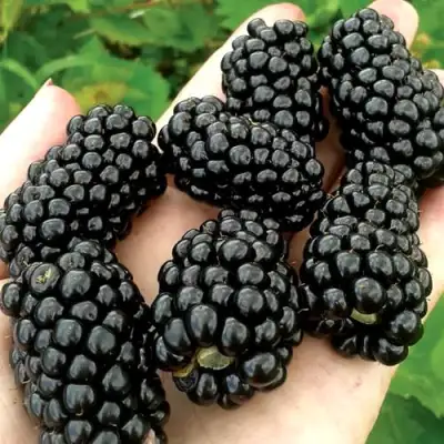 Ежевика ПРАЙМ АРК ФРИДОМ ремонтантная  в Дзержинске