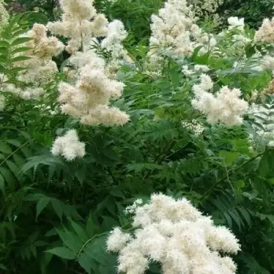 Рябинник рябинолистный в Дзержинске