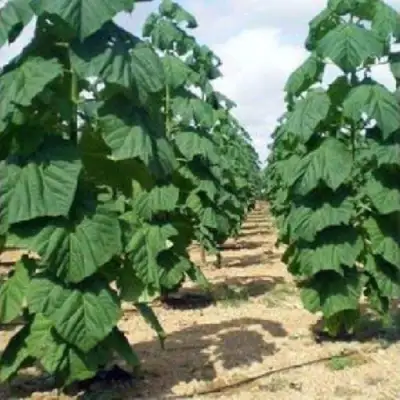 Павловния ПАО ТОГН Z07 в Дзержинске