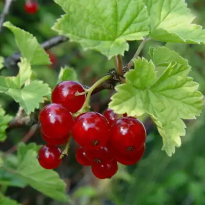 Смородина альпийская ШМИДТ в Дзержинске