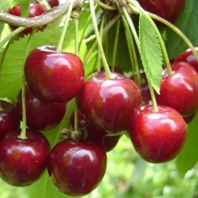 Черешня СИНЯВСКАЯ в Дзержинске