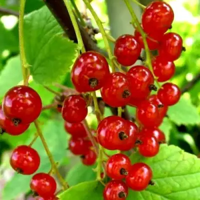 Смородина красная КОРАЛЛОВАЯ в Дзержинске