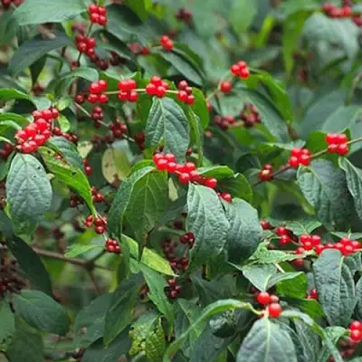 Жимолость МААКА в Дзержинске