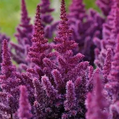 Астильба ПЕПЛ РЕЙН гибридная в Дзержинске