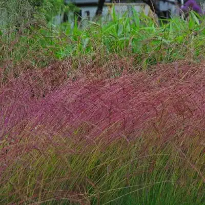 Овсянница АМЕТИСТОВАЯ в Дзержинске
