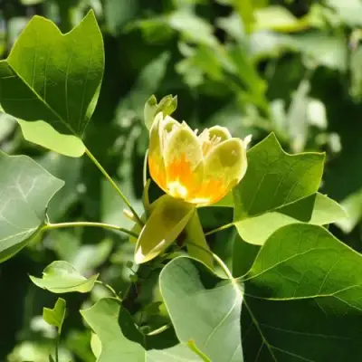 ЛИРИОДЕНДРОН тюльпанный в Дзержинске