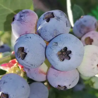 Голубика ХАРРИСОН в Дзержинске