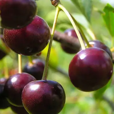 Вишня ЛИВЕНСКАЯ в Дзержинске