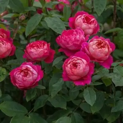 Роза БЕНДЖАМИН БРИТТЕН шраб в Дзержинске