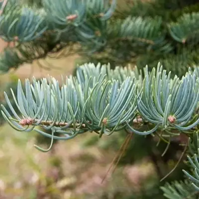 Пихта КОНКОЛОР в Дзержинске