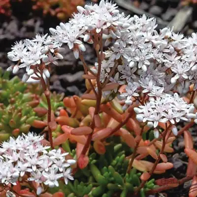 Очиток (седум) КОРАЛ КАРПЕТ белый в Дзержинске