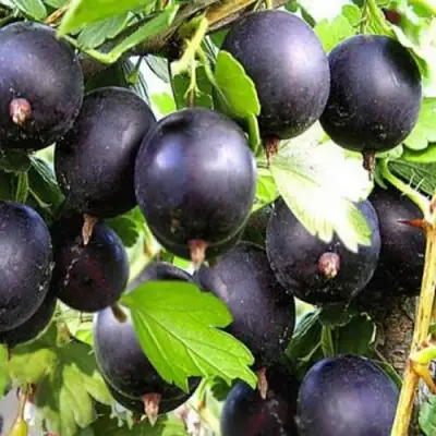 Крыжовник ЧЕРНОМОР в Дзержинске