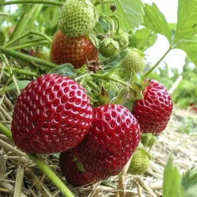 Клубника ЗЕНГА-ЗЕНГАНА в Дзержинске