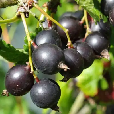 Йошта ДЖОСТАБЕРРИ в Дзержинске