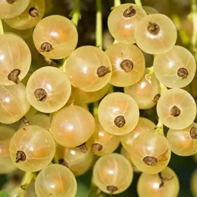 Смородина белая СМОЛЬЯНИНОВСКАЯ в Дзержинске