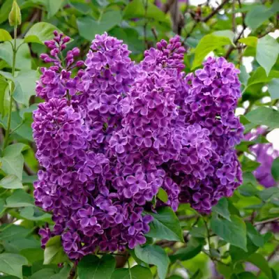 Сирень СУМЕРКИ в Дзержинске