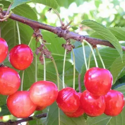 Черешня НАСЛАЖДЕНИЕ в Дзержинске